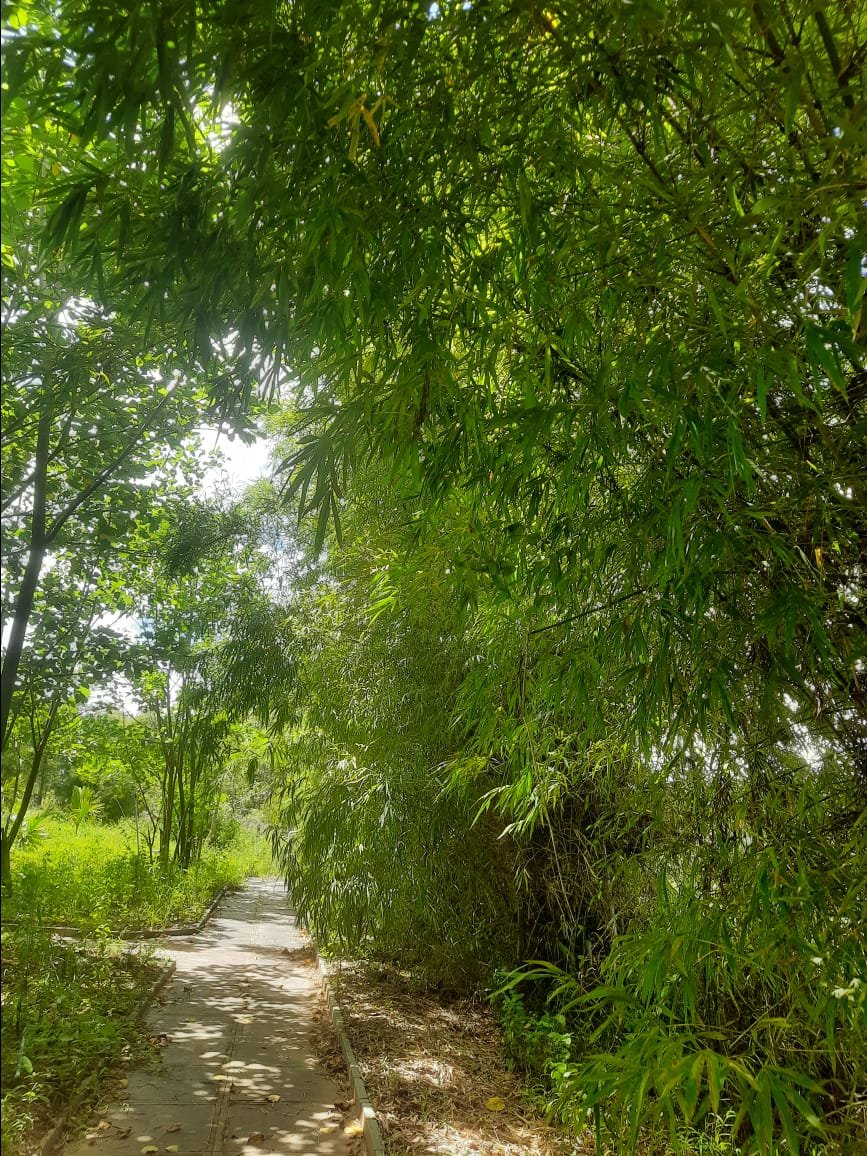 Bamboo Groves